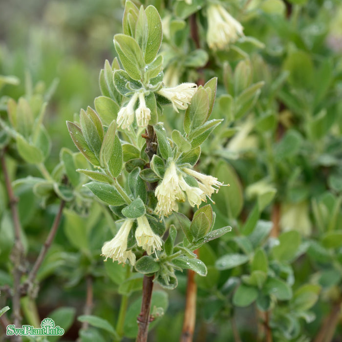 Lonicera caerulea var. kamtschatica 'Anja' E  C3,5