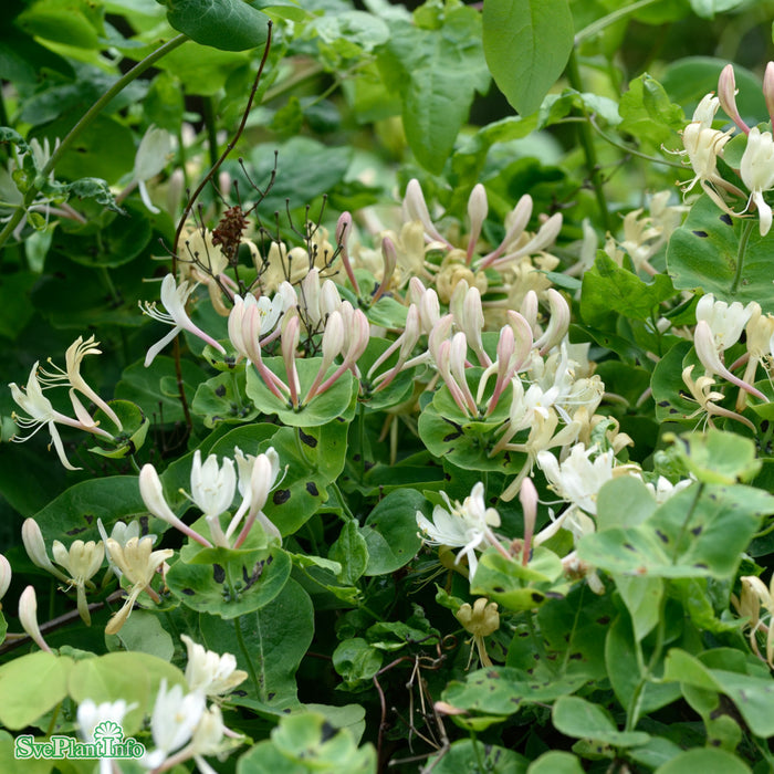 Lonicera caprifolium C5 80-100cm