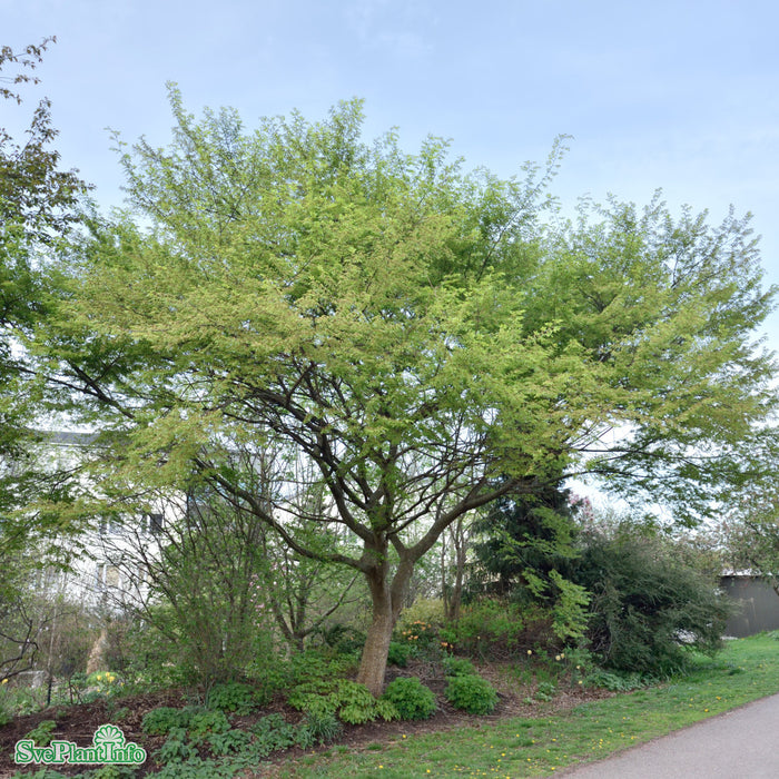 Zelkova serrata Solitär C18 125-150cm