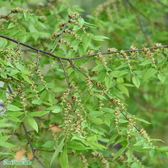 Zelkova serrata Solitär C20 100-125cm