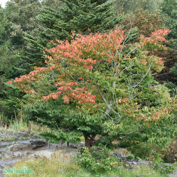 Zelkova serrata Solitär C20 100-125cm