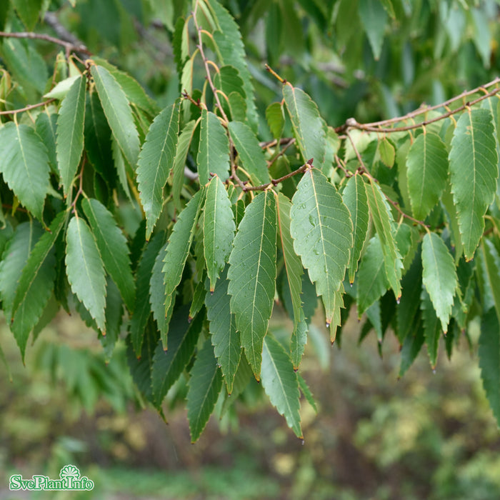 Zelkova serrata Solitär C18 125-150cm