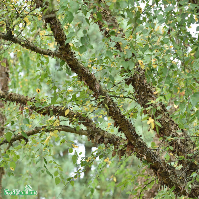 Betula nigra Solitär C30 125-150cm