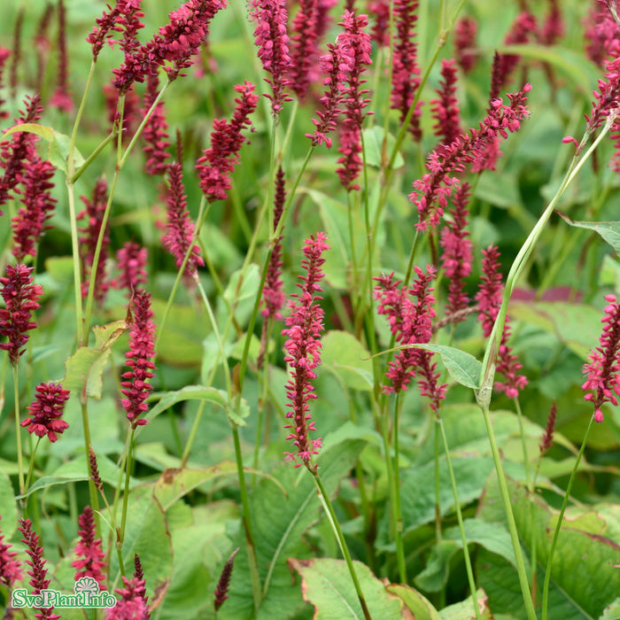 Bistorta amplexicaulis 'Speciosa' A-kval