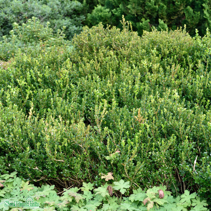 Buxus microphylla 'Faulkner' Klotform C 60-70cm