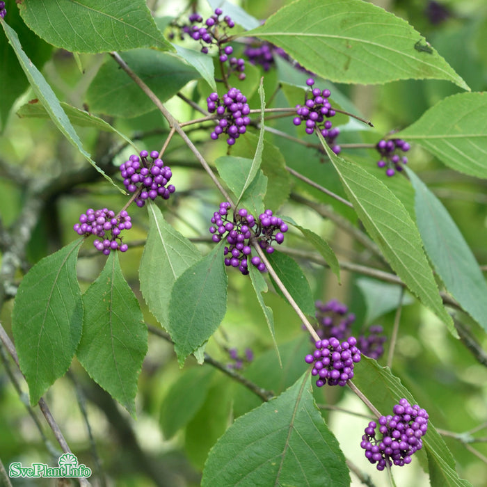 Callicarpa bodinieri var. giraldii 'Profusion' C4,5 50-60cm