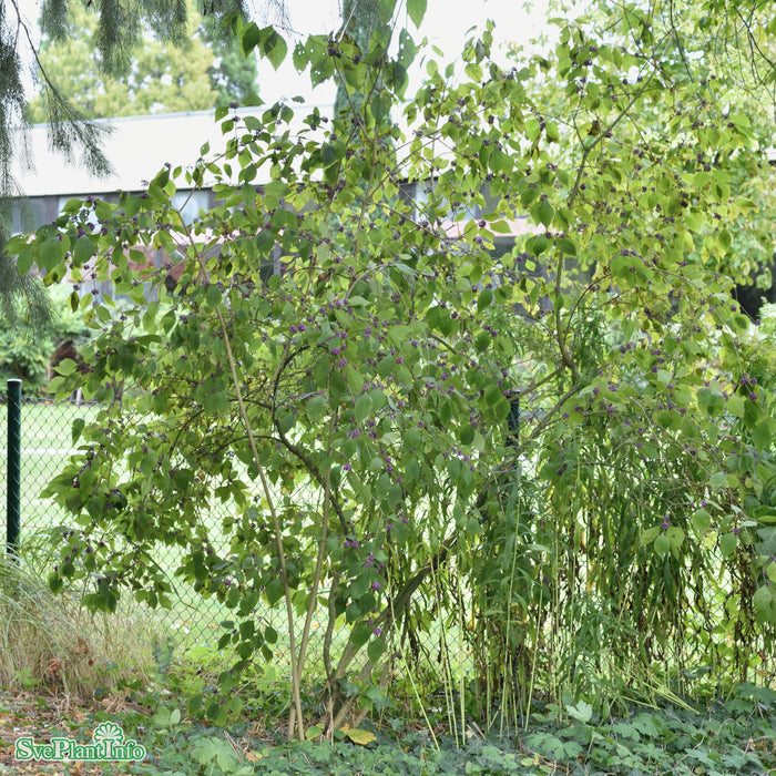 Callicarpa bodinieri var. giraldii 'Profusion' C4,5 50-60cm