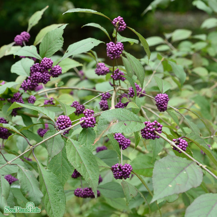 Callicarpa bodinieri var. giraldii 'Profusion' C4,5 50-60cm