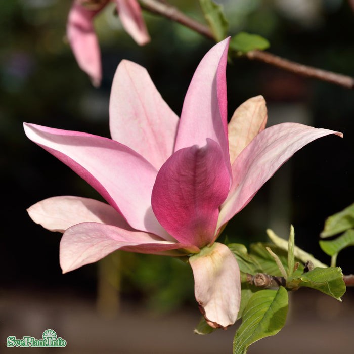 Magnolia 'Daybreak' Högstam C37 So 6-8