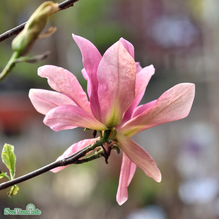 Magnolia 'Daybreak' Högstam C37 So 6-8