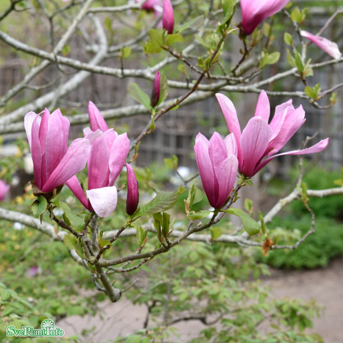 Magnolia (Liliiflora) 'Galaxy' Högstam Kl So 18-20