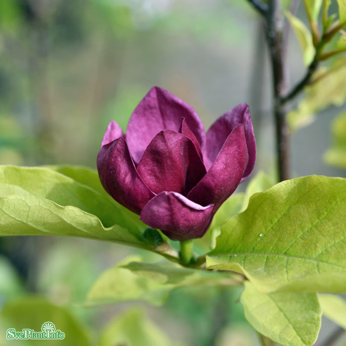 Magnolia (Liliiflora) 'Genie' Solitär 80-100cm C10