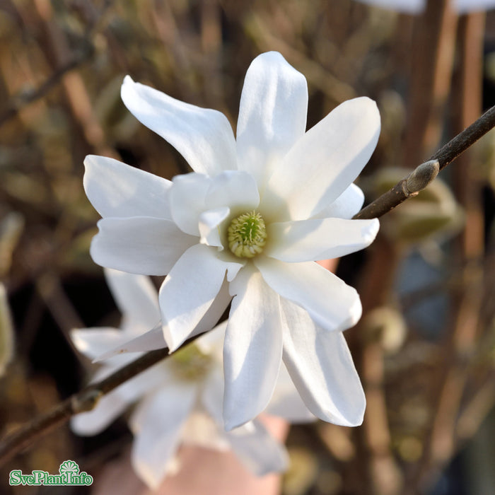 Magnolia stellata 'Royal Star' Solitär C20 80-100cm