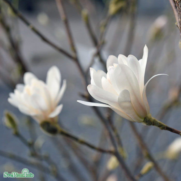 Magnolia stellata 'Royal Star' Solitär C20 80-100cm