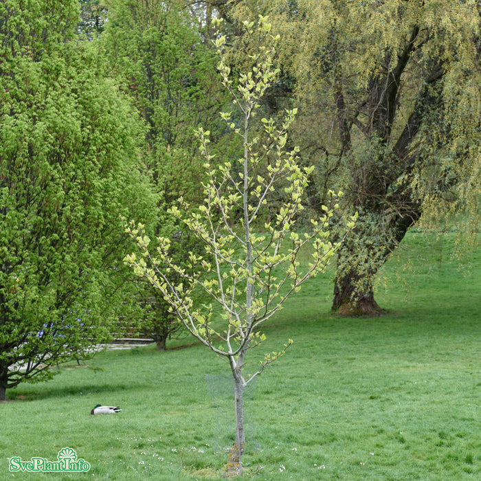 Magnolia brooklynensis 'Yellow Bird' C10 Halvstam 125cm