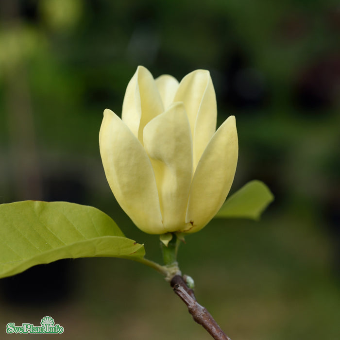 Magnolia brooklynensis 'Yellow Bird' C10 Halvstam 125cm