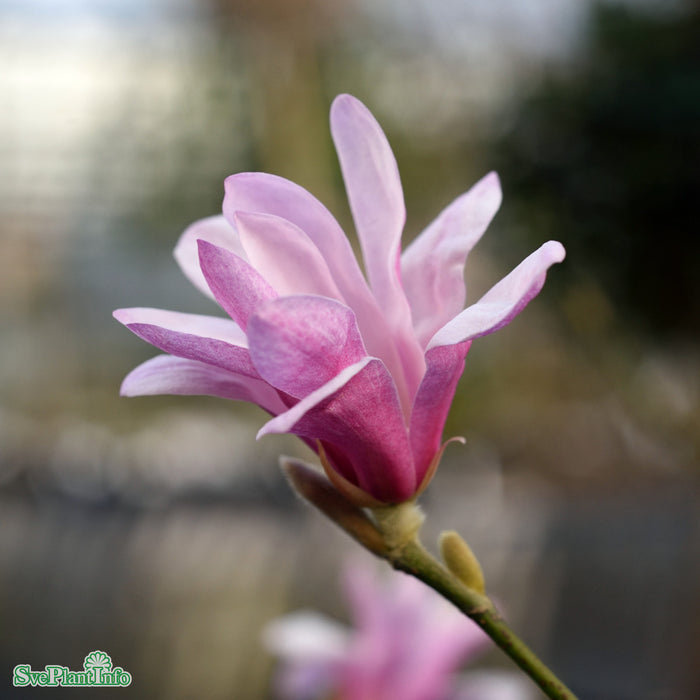Magnolia x loebneri 'Leonard Messel' Solitär C20 125-150cm