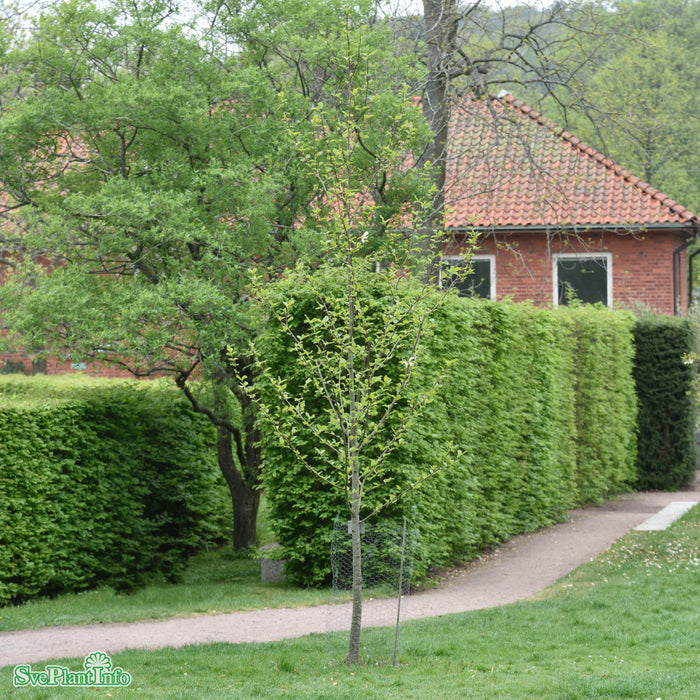 Magnolia x loebneri 'Wildcat' Solitär C20 125-150cm