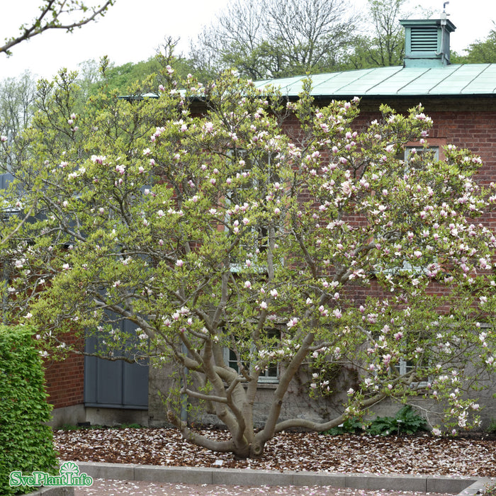 Magnolia soulangiana C6 50-60cm
