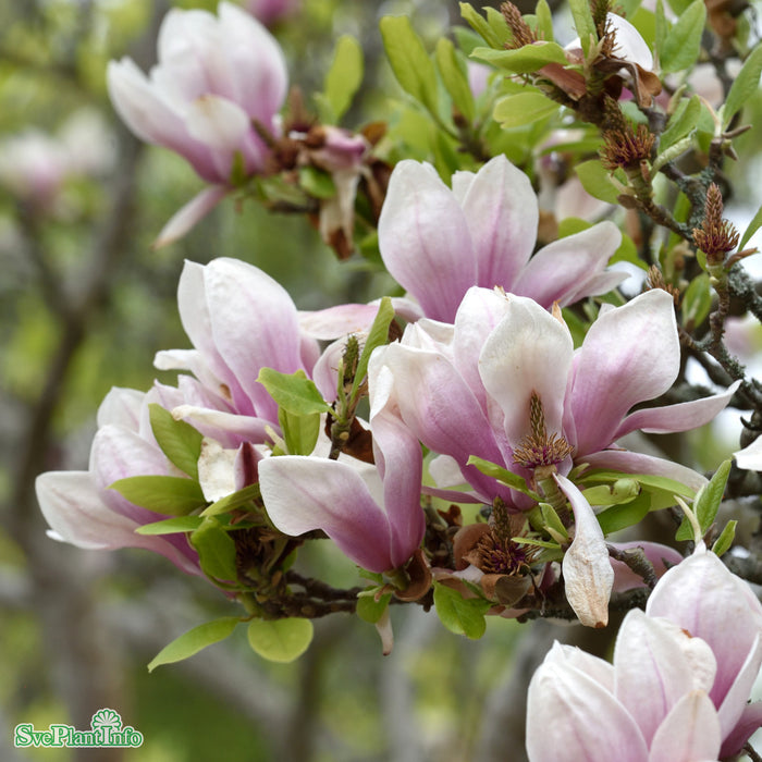 Magnolia x soulangeana Solitär C12 125-150cm