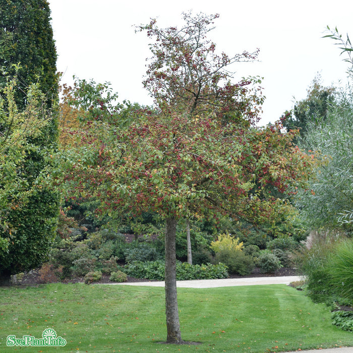 Malus 'Evereste' C6 80-100cm