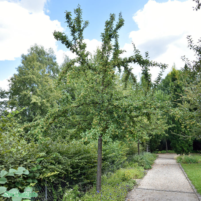 Malus 'Golden Hornet' Busk C6 80-100cm