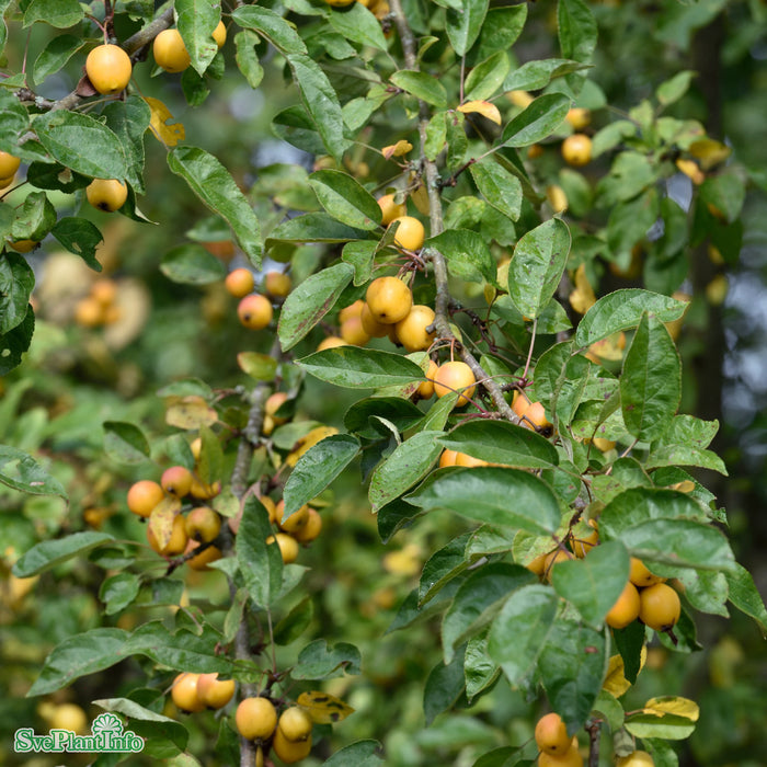 Malus 'Golden Hornet' Busk C6 80-100cm