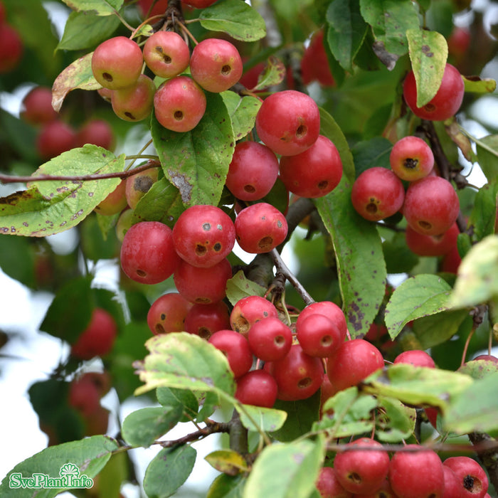 Malus 'Red Sentinel' Högstam C37 So 8-10