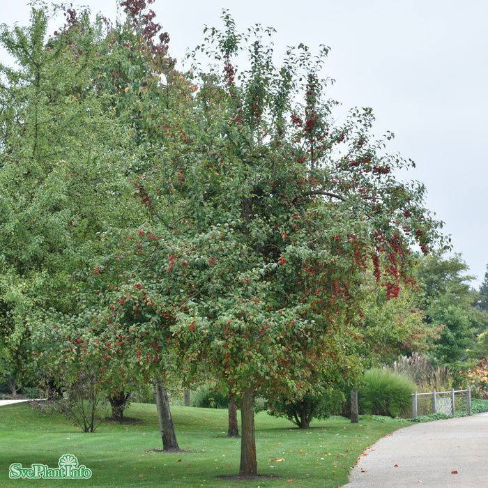 Malus 'Red Sentinel' Högstam C18 So 6-8