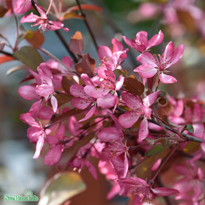 Malus toringo 'Freja' Stam C10 120cm