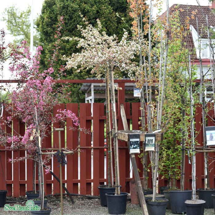 Malus toringo var. sargentii 'Tina' Stam C15 180cm So 6-9