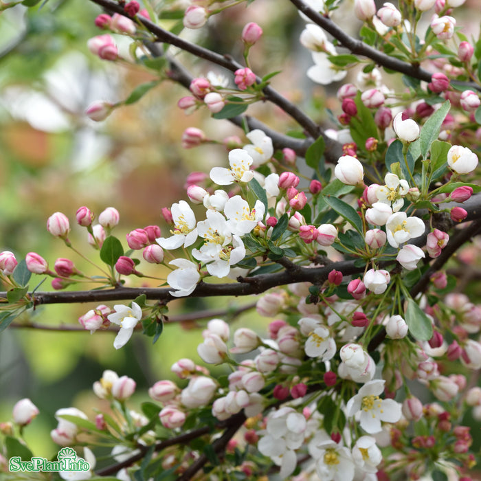 Malus toringo var. sargentii 'Tina' Stam C15 180cm So 6-9