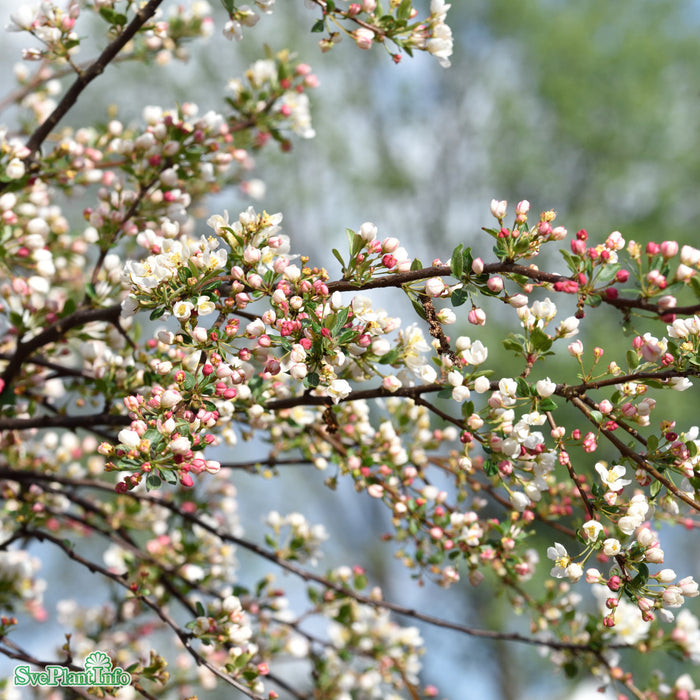 Malus toringo var. sargentii 'Tina' Stam C15 180cm So 6-9