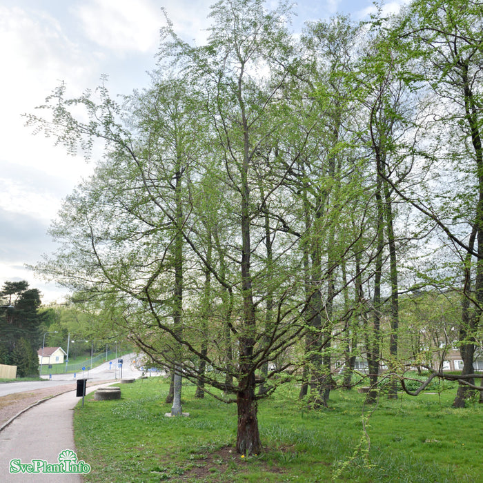 Metasequoia glyptostroboides Ungträd C10 200-250cm