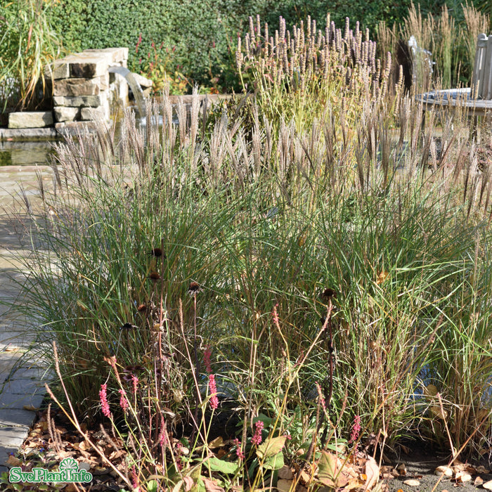 Miscanthus sinensis 'Kleine Silberspinne' C15