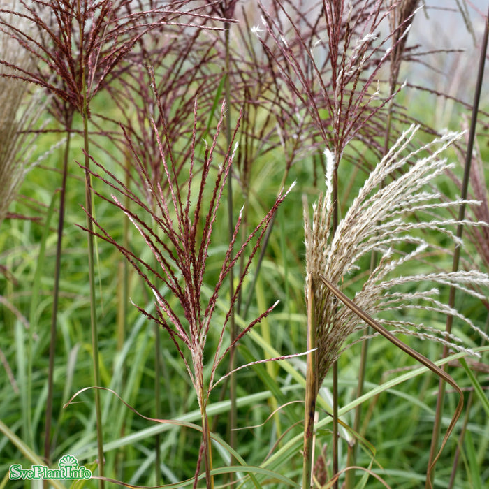 Miscanthus sinensis 'Malepartus' C5