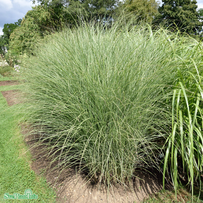 Miscanthus sinensis 'Morning Light' A-kval C2