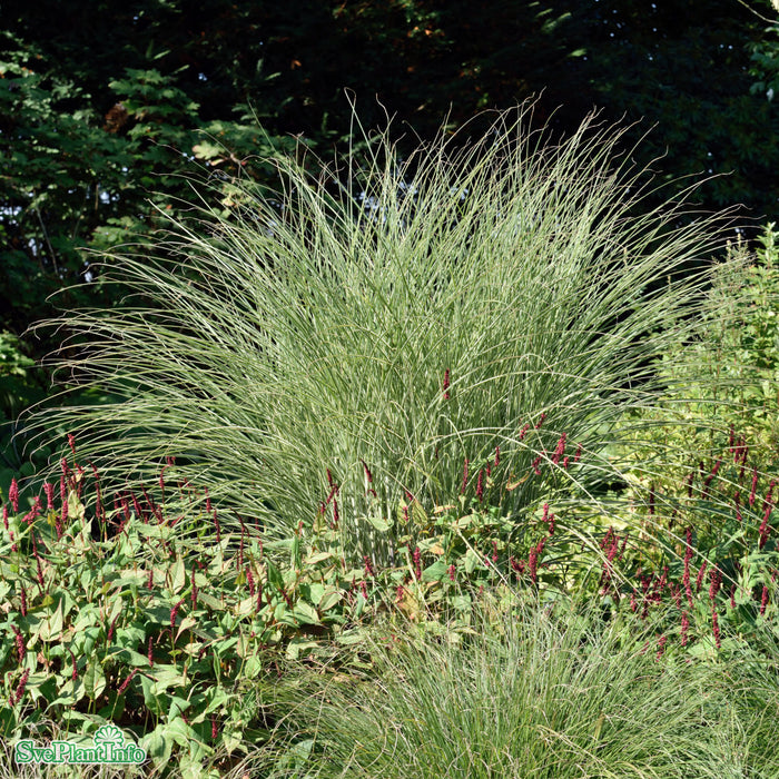 Miscanthus sinensis 'Morning Light' A-kval C2
