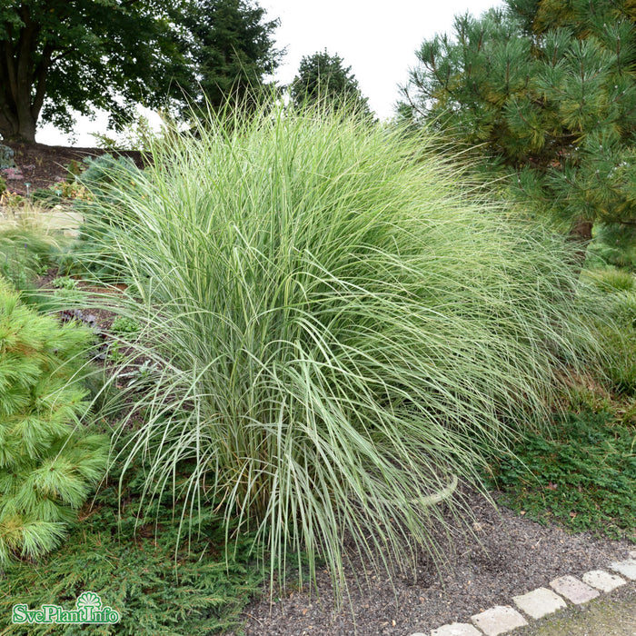 Miscanthus sinensis 'Morning Light' A-kval C2