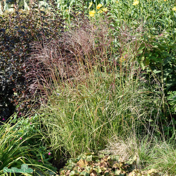 Miscanthus sinensis 'Red Chief' A-kval C5