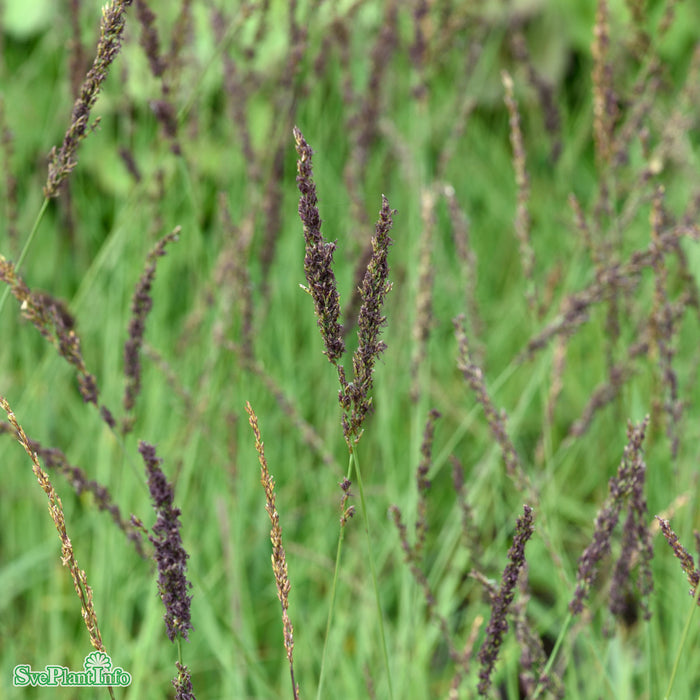 Molinia caerulea 'Edith Dudszus' A-kval
