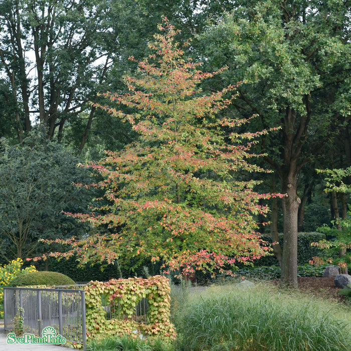 Nyssa sylvatica Ungträd C35 So 8-10