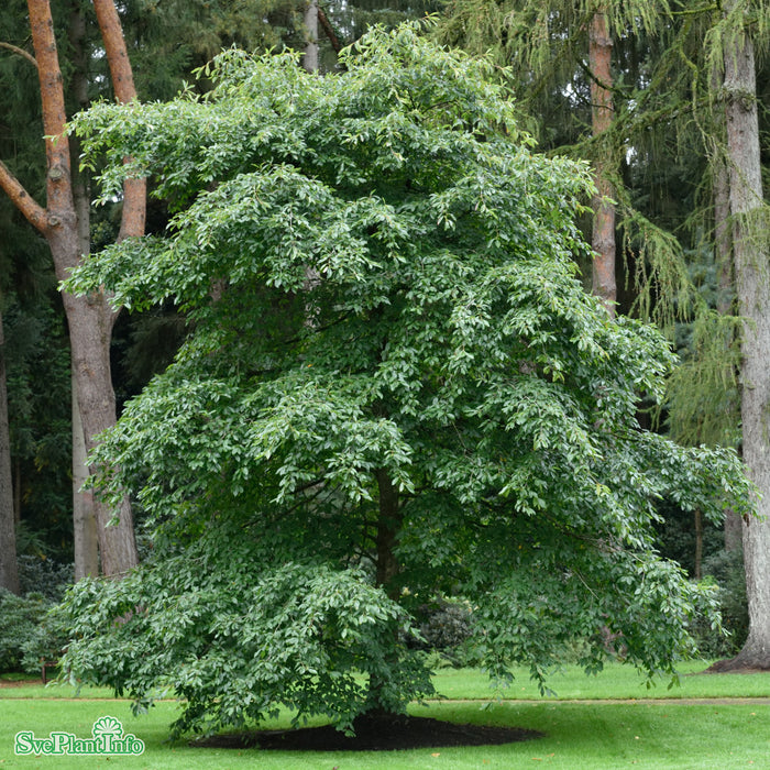 Nyssa sylvatica Solitär Kl 200-250cm