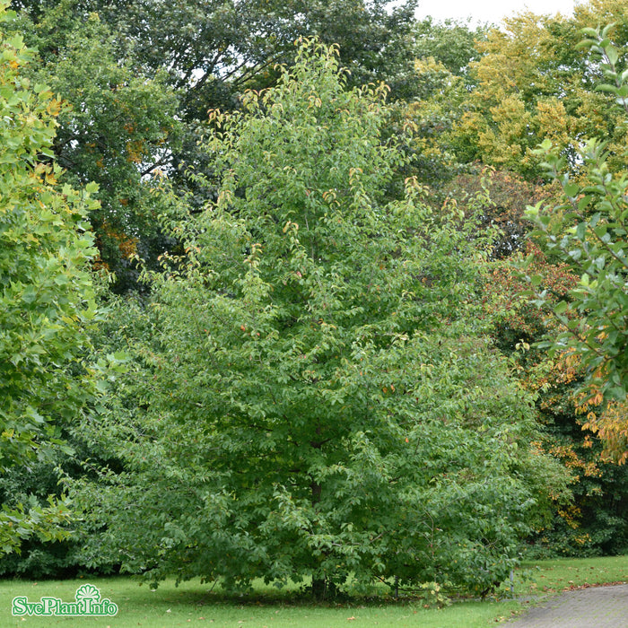 Nyssa sylvatica Solitär Kl 200-250cm