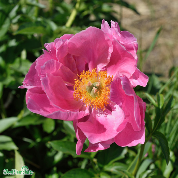 Paeonia lactiflora 'Paula Fay' A-kval C3