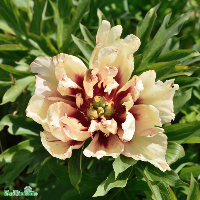 Paeonia (Itoh-Gruppen) 'Lollipop' A-kval