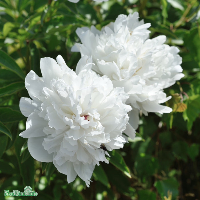 Paeonia lactiflora 'Festiva Maxima' A-kval C2