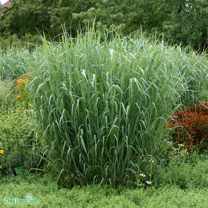 Panicum virgatum 'Dallas Blues' A-kval C2