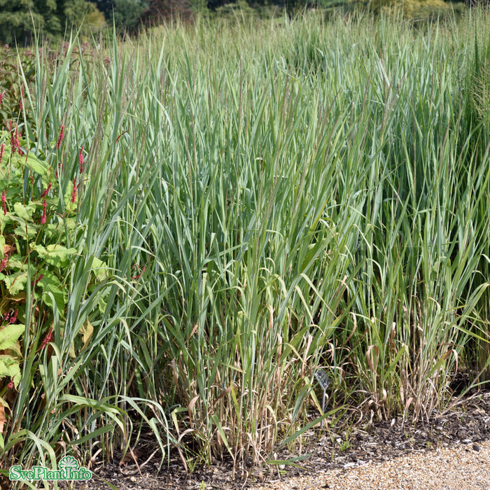Panicum virgatum 'Dallas Blues' A-kval C2