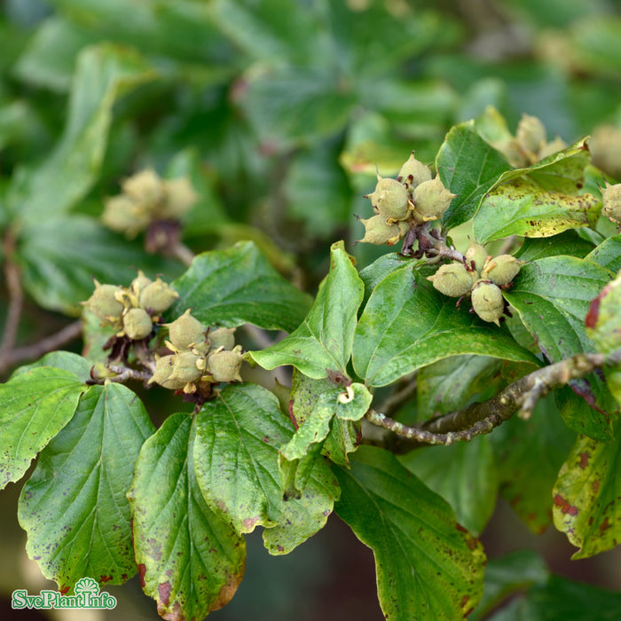 Parrotia persica Solitär Kl 150-175cm